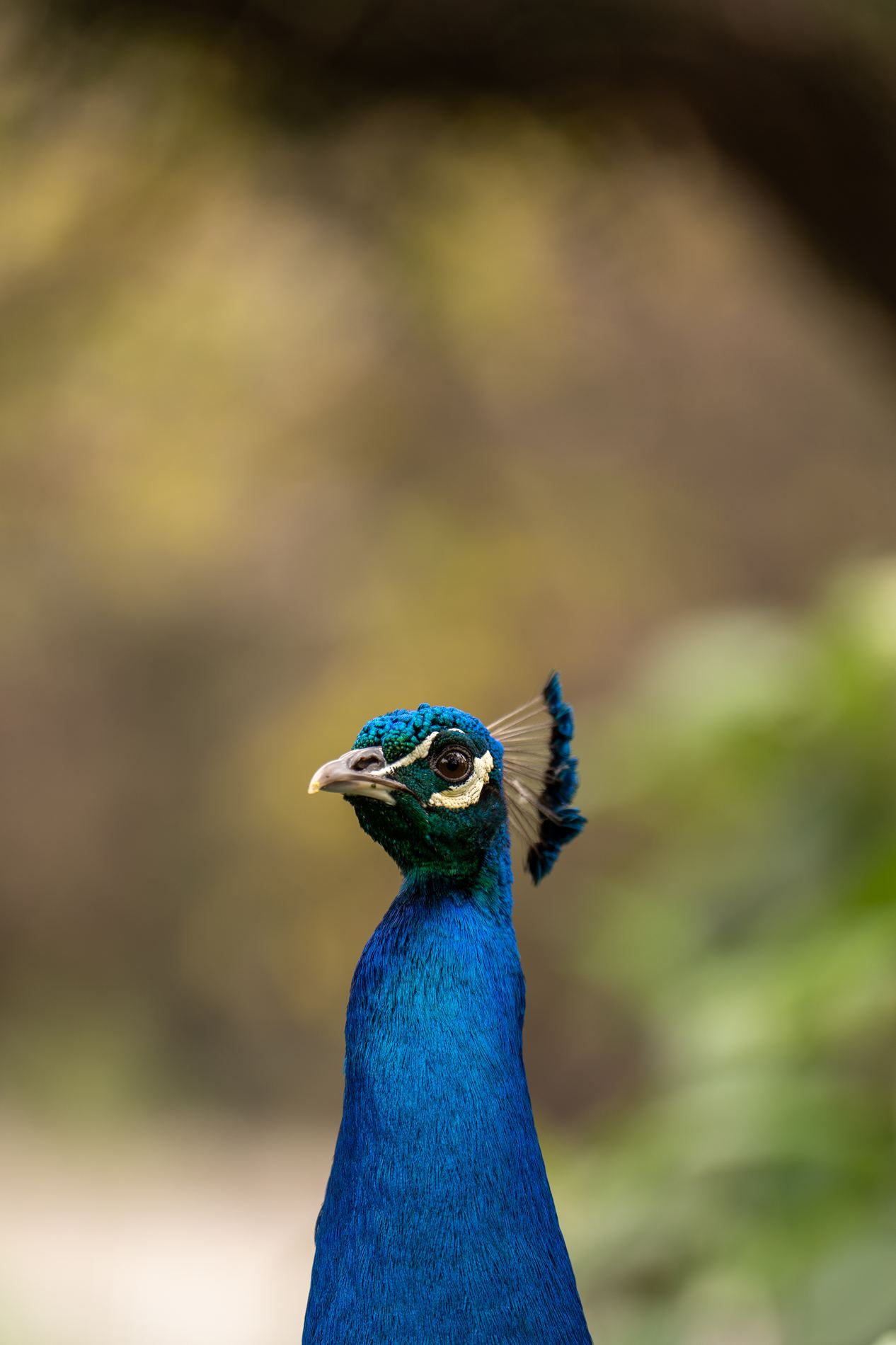 Pavo real
