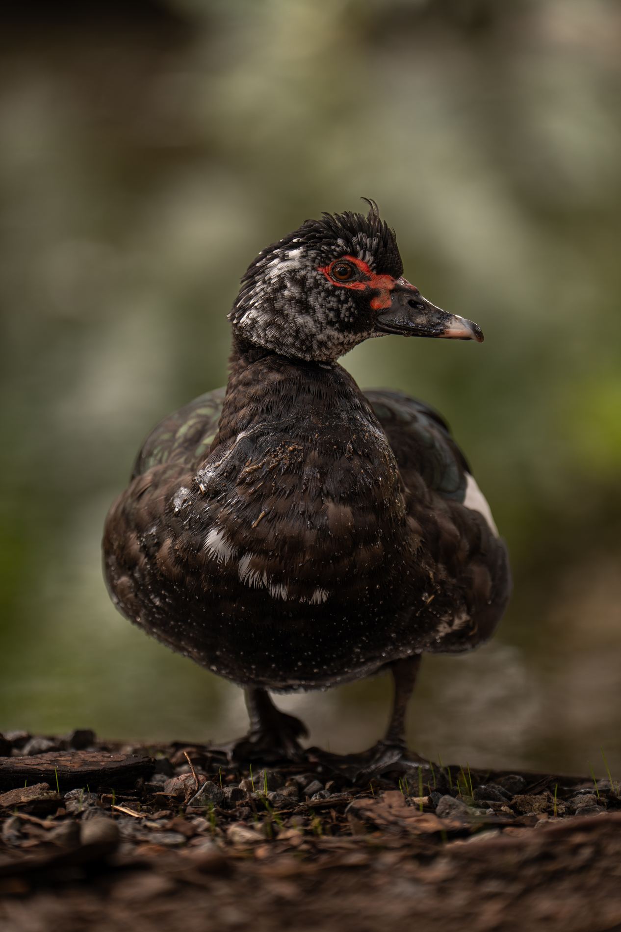 Pato criollo