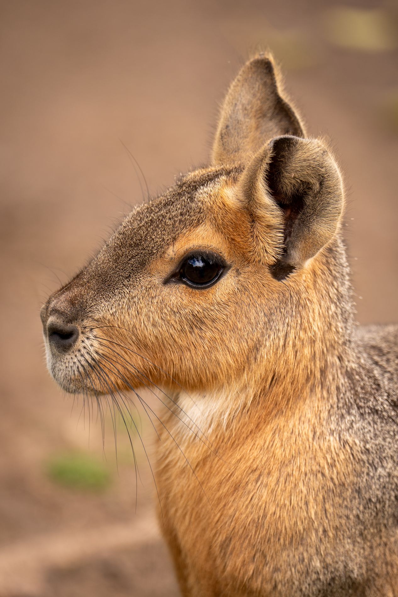 Mara patagónica
